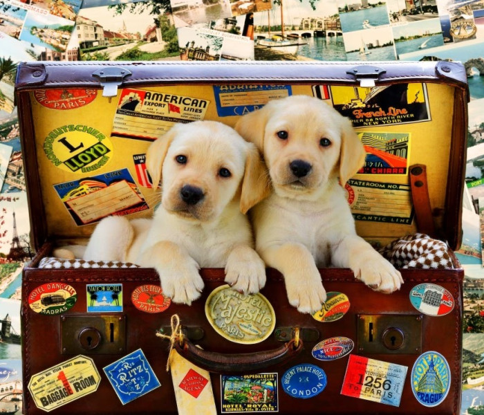 Puzzle - Bluebird - Dwoje małych podróżników