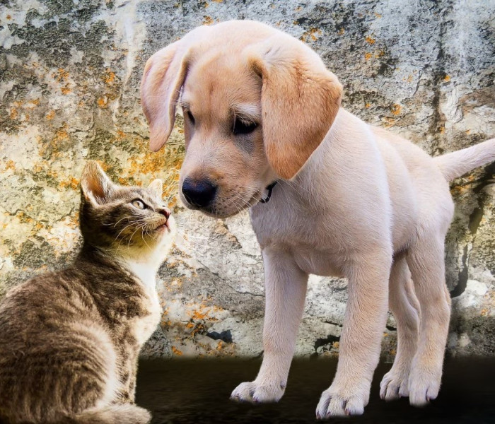 Puzzle - Bluebird - Kociak i szczeniak