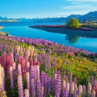 Puzzle - Castorland - Jezioro Tekapo, Nowa Zelandia