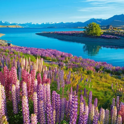 Jezioro Tekapo, Nowa Zelandia