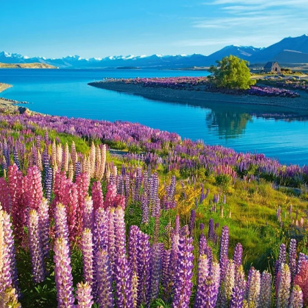 Jezioro Tekapo, Nowa Zelandia