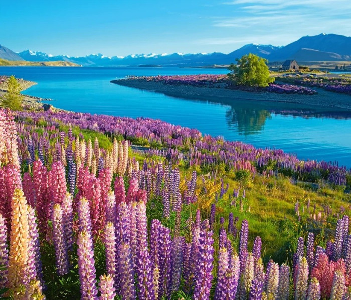 Puzzle - Castorland - Jezioro Tekapo, Nowa Zelandia