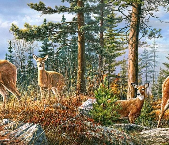 Puzzle - Castorland - Królewska rodzina jeleni