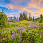 Puzzle - Castorland - Kwiaty poranka