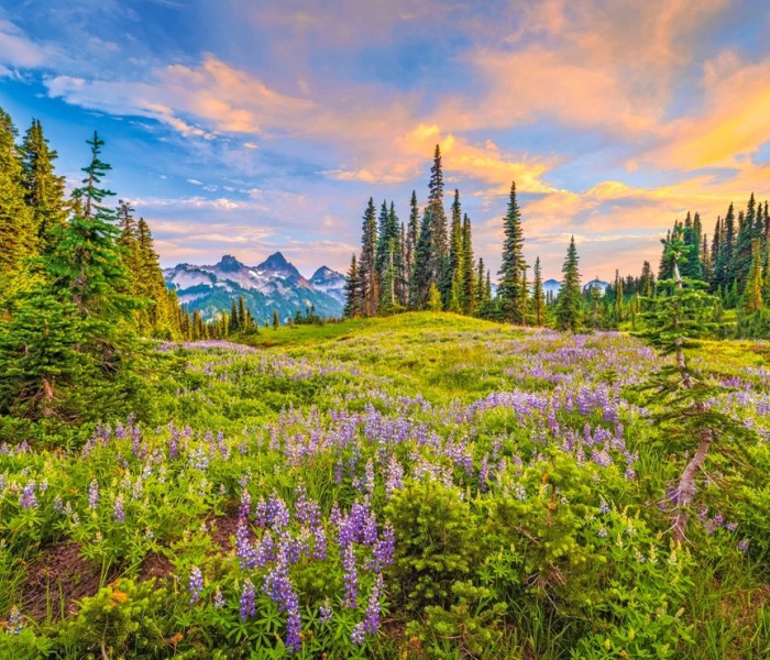 Puzzle - Castorland - Kwiaty poranka