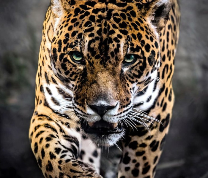 Puzzle - Clementoni - Chodzący jaguar