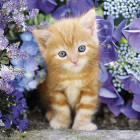 Puzzle - Clementoni - Rudy kotek wśród kwiatów