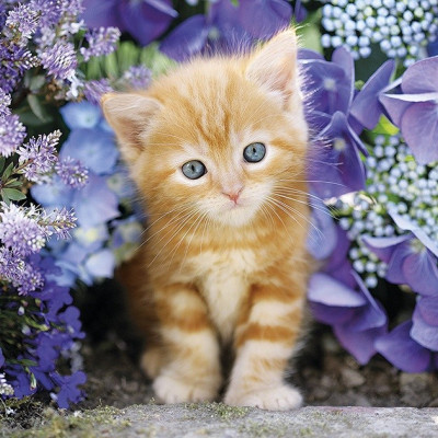 Rudy kotek wśród kwiatów