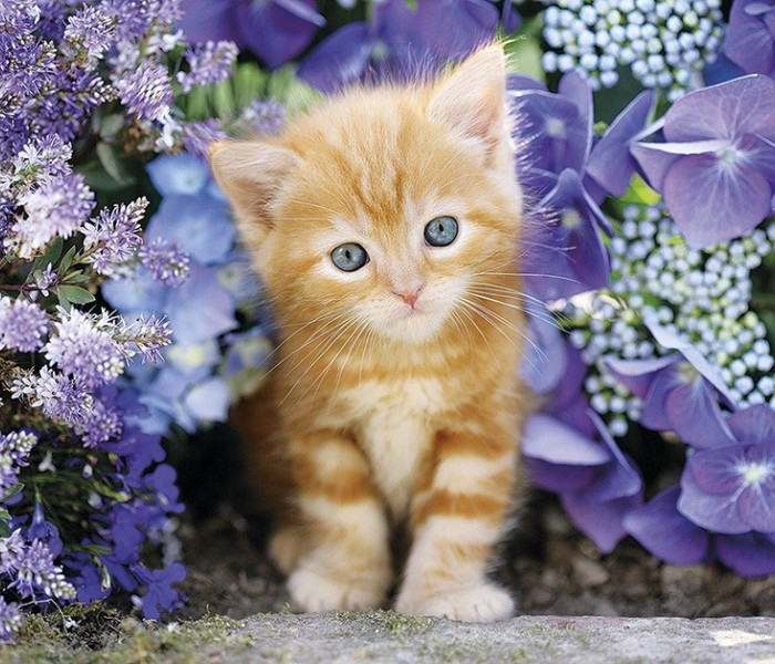 Puzzle - Clementoni - Rudy kotek wśród kwiatów