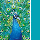 Puzzle - Clementoni - Turkusowy Paw