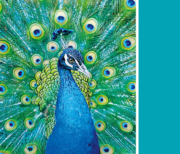 Puzzle - Clementoni - Turkusowy Paw