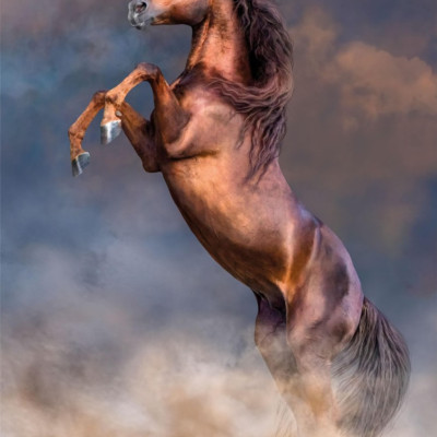 Duży czerwony ogier