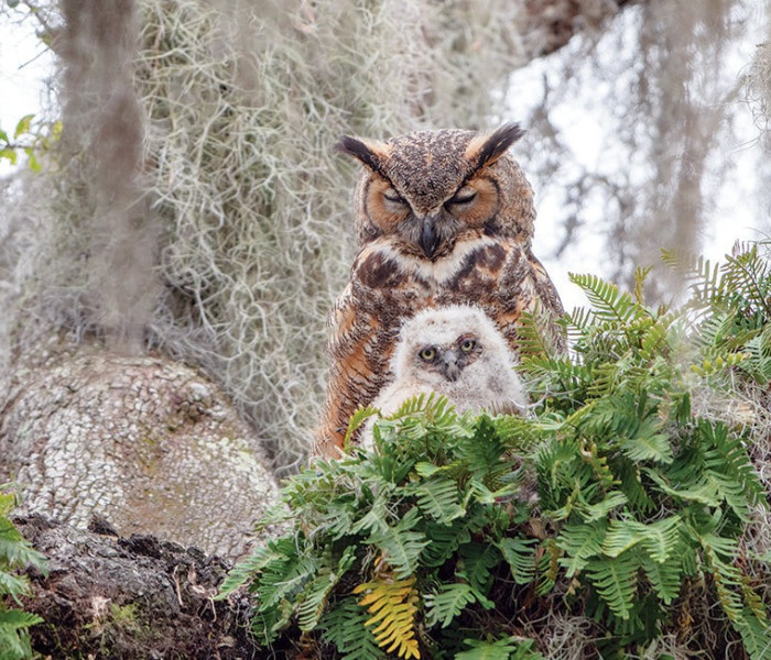 Puzzle - Cobble Hill - Sowa górska