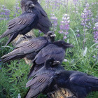 Puzzle - Cobble Hill - Spotkanie Ravens