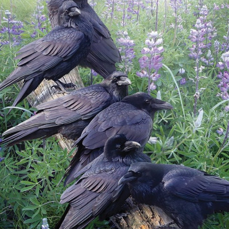 Spotkanie Ravens