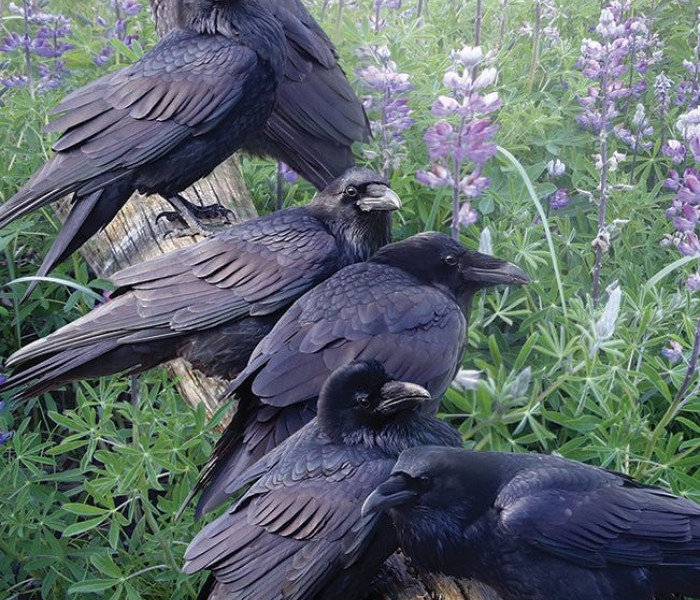 Puzzle - Cobble Hill - Spotkanie Ravens