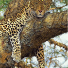 Puzzle - Dino - Lampart