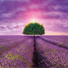 Puzzle - Dino - Pole lawendy