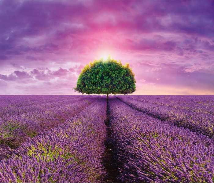 Puzzle - Dino - Pole lawendy