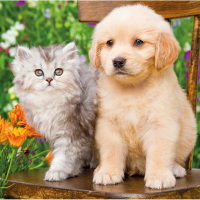 Pies i kot w ogrodzie