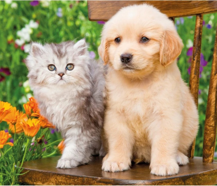 Puzzle - Dino - Pies i kot w ogrodzie