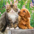 Puzzle - Dino - Pies i kot w ogrodzie