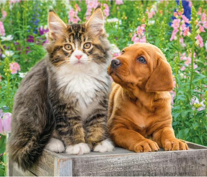 Puzzle - Dino - Pies i kot w ogrodzie