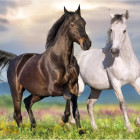 Puzzle - Dino - Zakochane konie