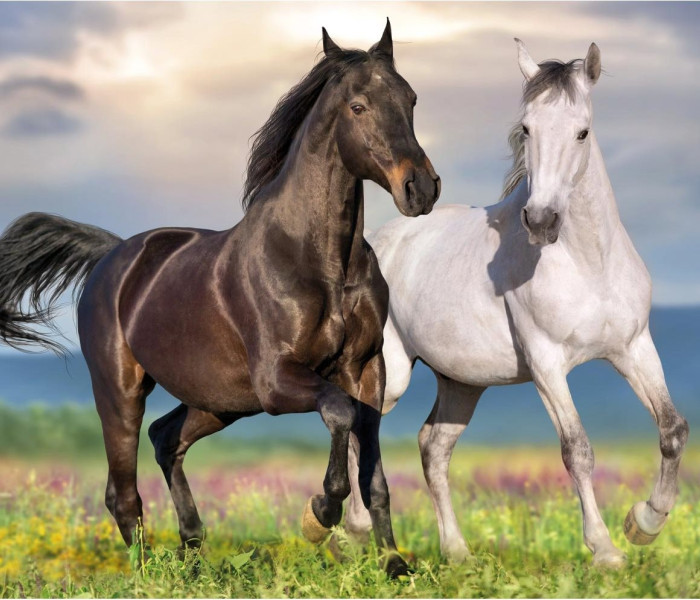 Puzzle - Dino - Zakochane konie