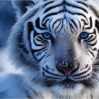 Puzzle - Dino - Biały tygrys