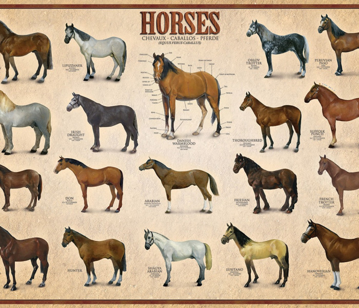 Puzzle - Eurographics - Konie