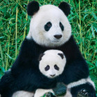 Puzzle - Eurographics - Panda i młode
