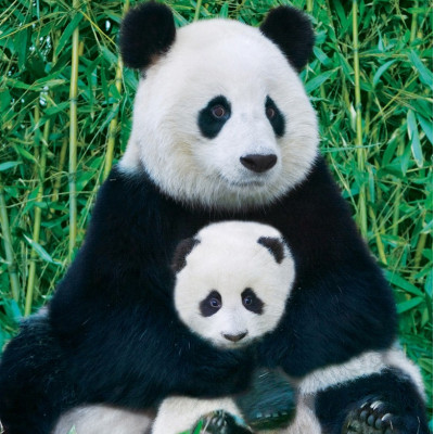 Panda i młode