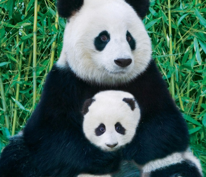 Puzzle - Eurographics - Panda i młode