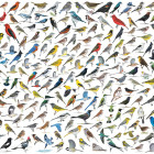Puzzle - Eurographics - Świat ptaków