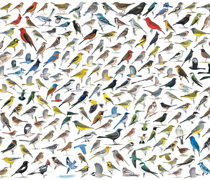 Puzzle - Eurographics - Świat ptaków