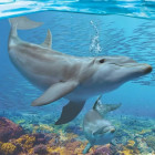 Puzzle - Eurographics - Delfiny