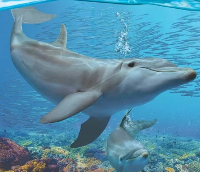 Puzzle - Eurographics - Delfiny