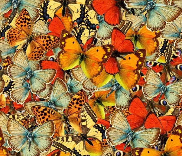 Puzzle - Grafika - Stado motyli