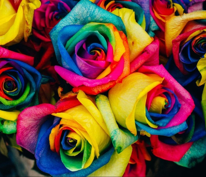 Puzzle - Grafika - Róża