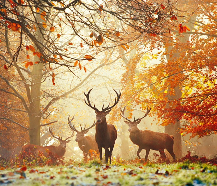 Puzzle - Heye - Jeleń