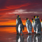 Puzzle - Heye - Pingwiny królewskie - Puzzle Panoramiczne