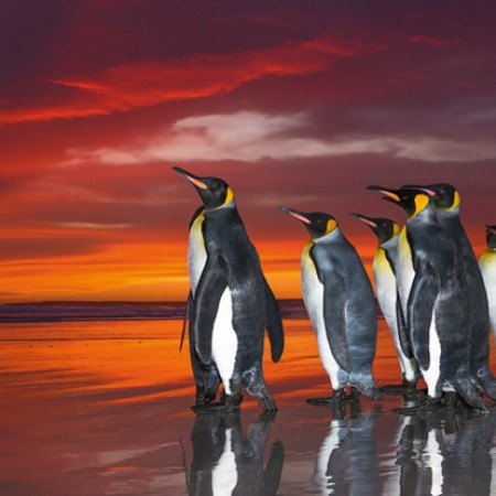 Pingwiny królewskie - Puzzle Panoramiczne 