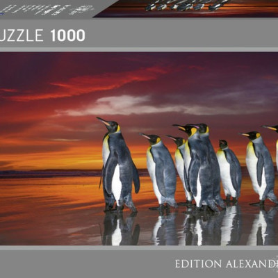 Pingwiny królewskie - Puzzle Panoramiczne 