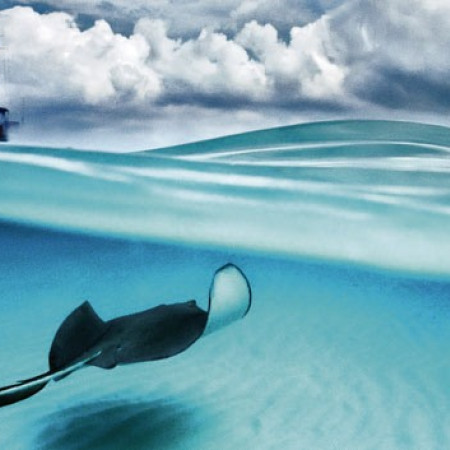 Raja arktyczna - Puzzle Panoramiczne 