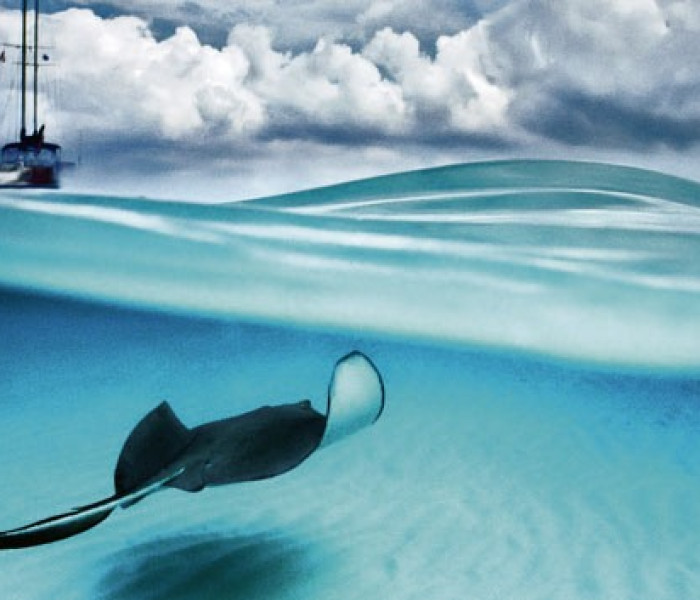 Puzzle - Heye - Raja arktyczna - Puzzle Panoramiczne