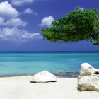 Puzzle - Heye - Drzewo na plaży - Puzzle Panoramiczne