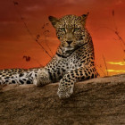 Puzzle - Heye - Świt - Puzzle Panoramiczne