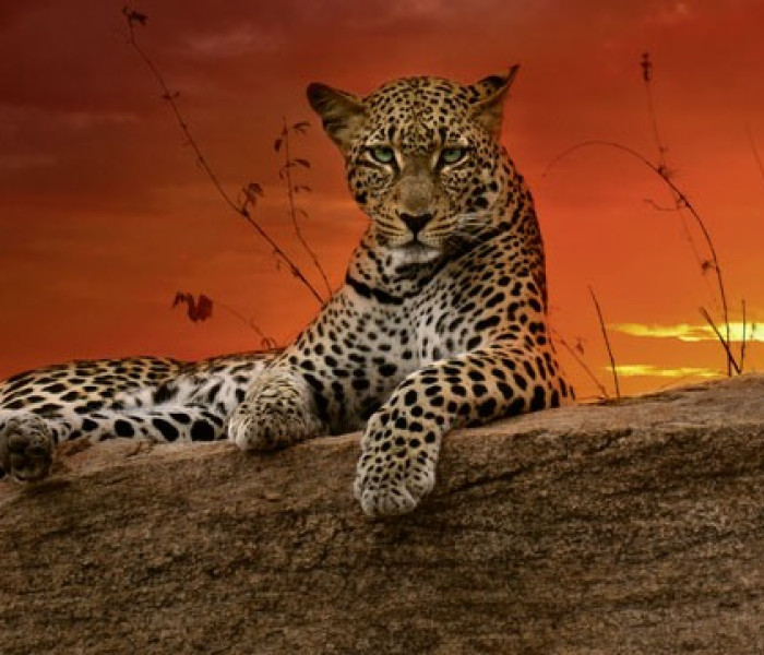 Puzzle - Heye - Świt - Puzzle Panoramiczne