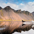 Puzzle - Heye - konie islandzkie - Puzzle Panoramiczne